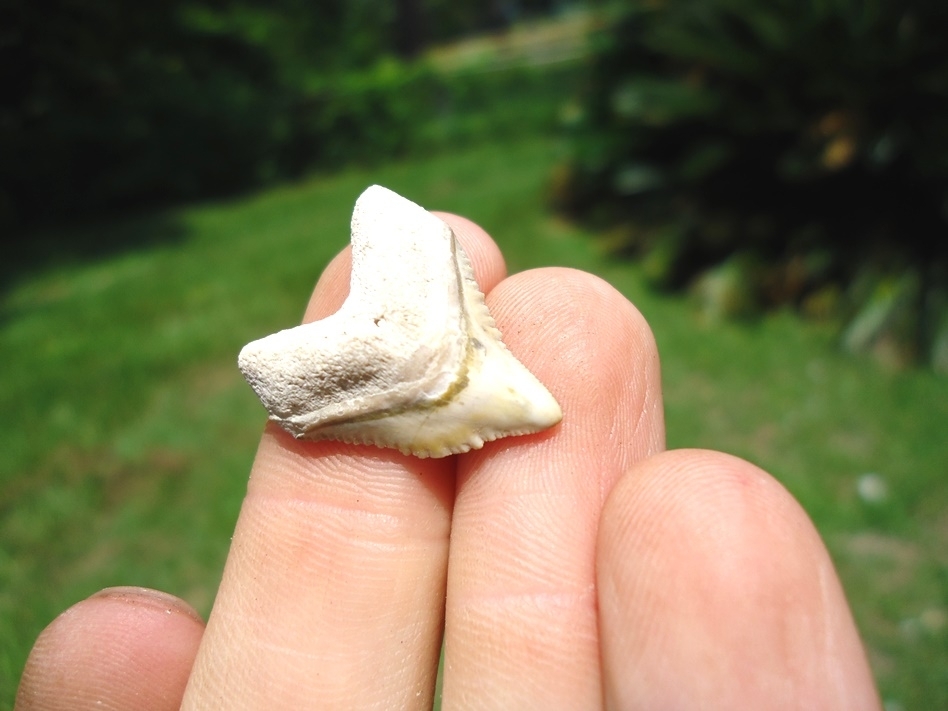 Large image 2 Top Quality Tiger Shark Tooth from Bone Valley