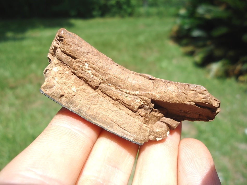 Large image 1 Detailed Section of Giant Beaver Incisor