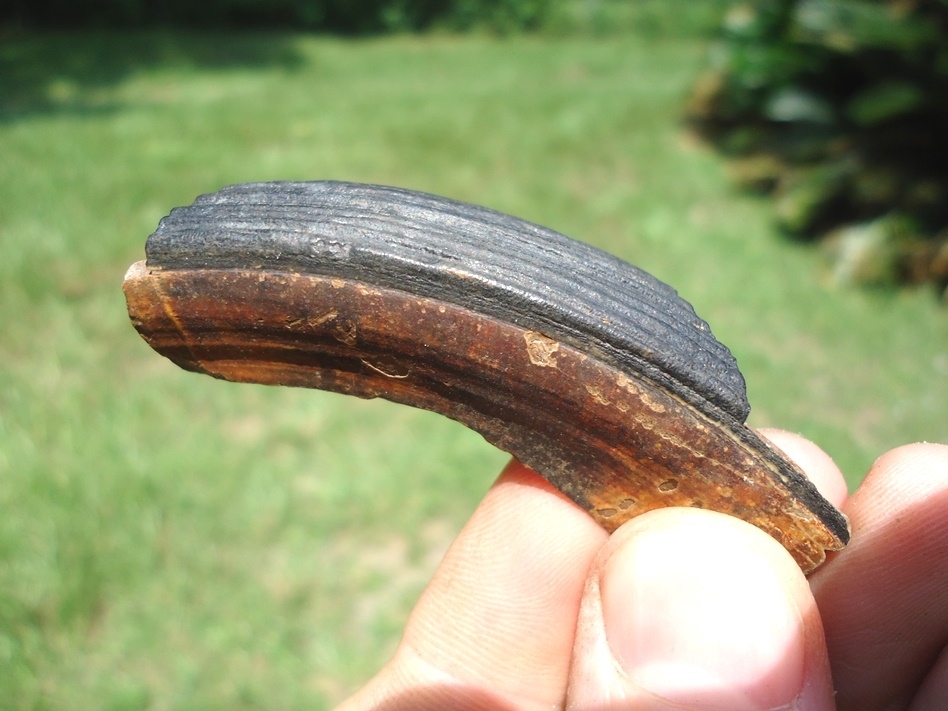 Large image 3 Detailed Section of Giant Beaver Incisor