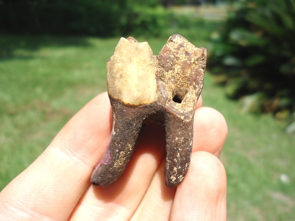Large image 1 Fully Rooted Yellow Camel Molar