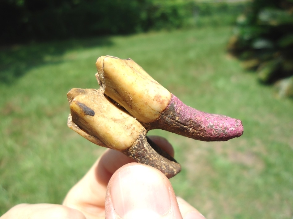 Large image 3 Fully Rooted Yellow Camel Molar