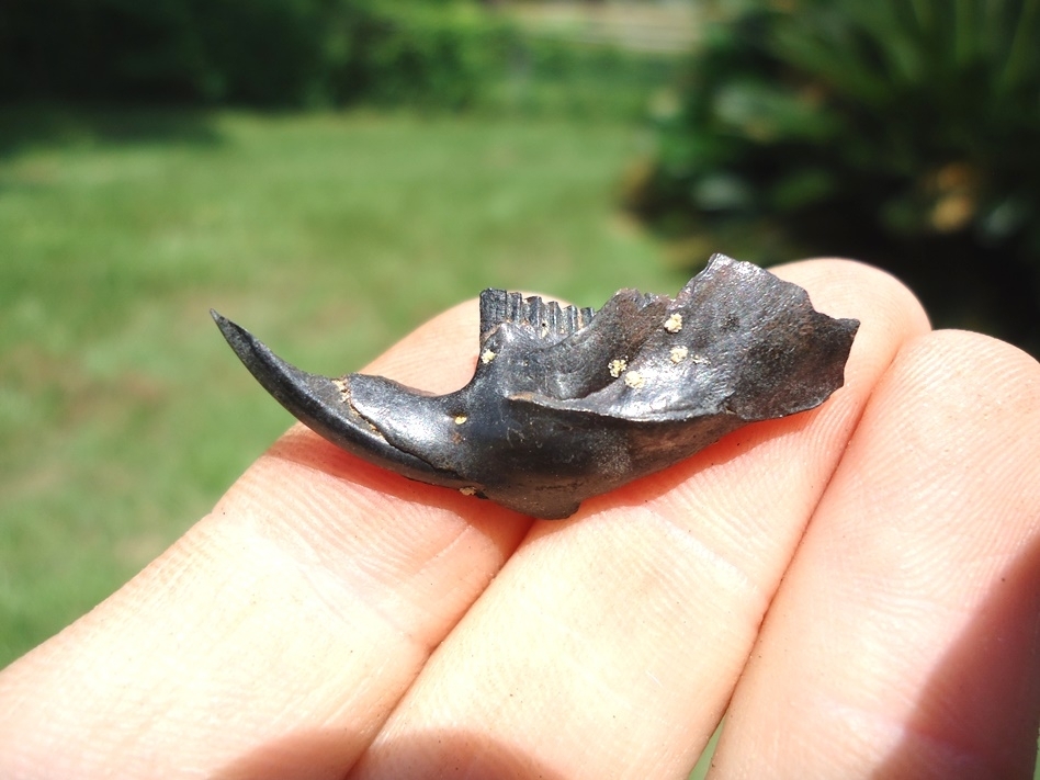 Large image 1 Uncommon Round-Tailed Muskrat Mandible