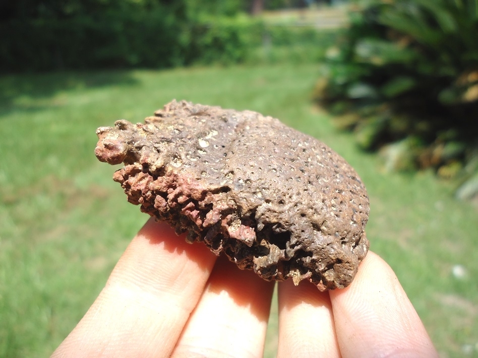 Large image 1 Excellent Glyptodon Scute