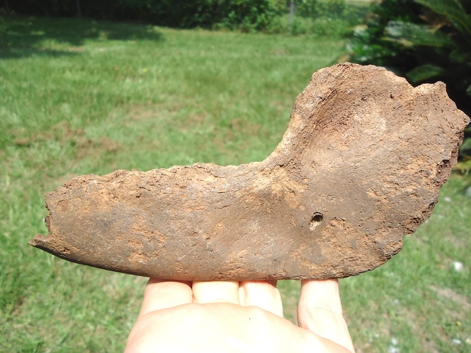 Large image 1 Rare Giant Armadillo Mandible