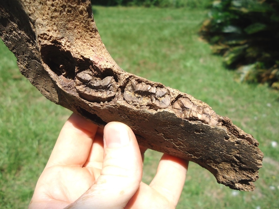 Large image 2 Rare Giant Armadillo Mandible