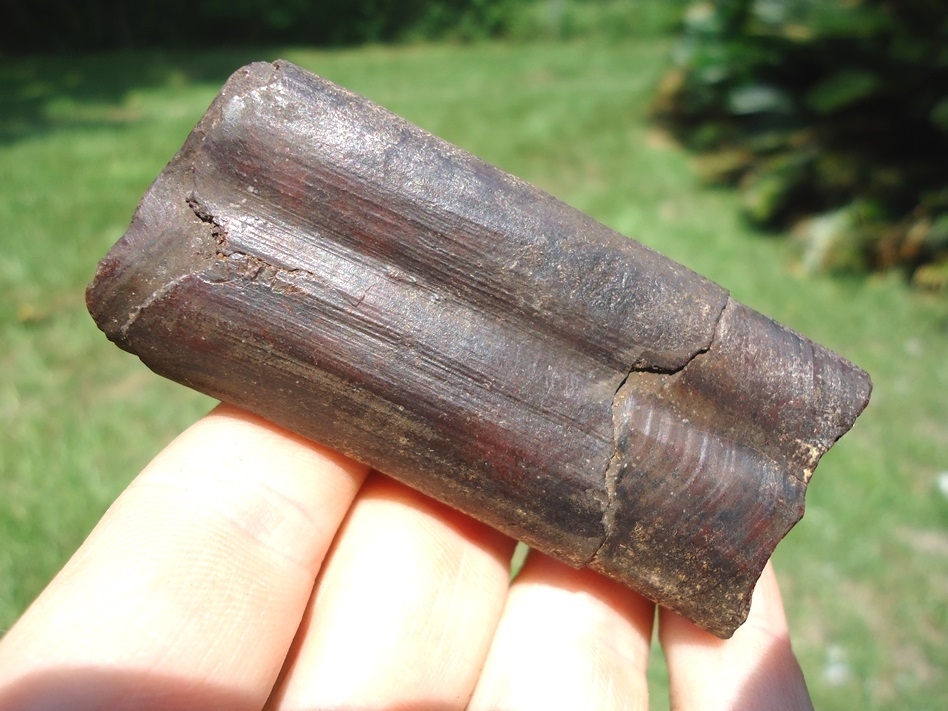 Large image 1 Top Quality Paramylodon Sloth Tooth