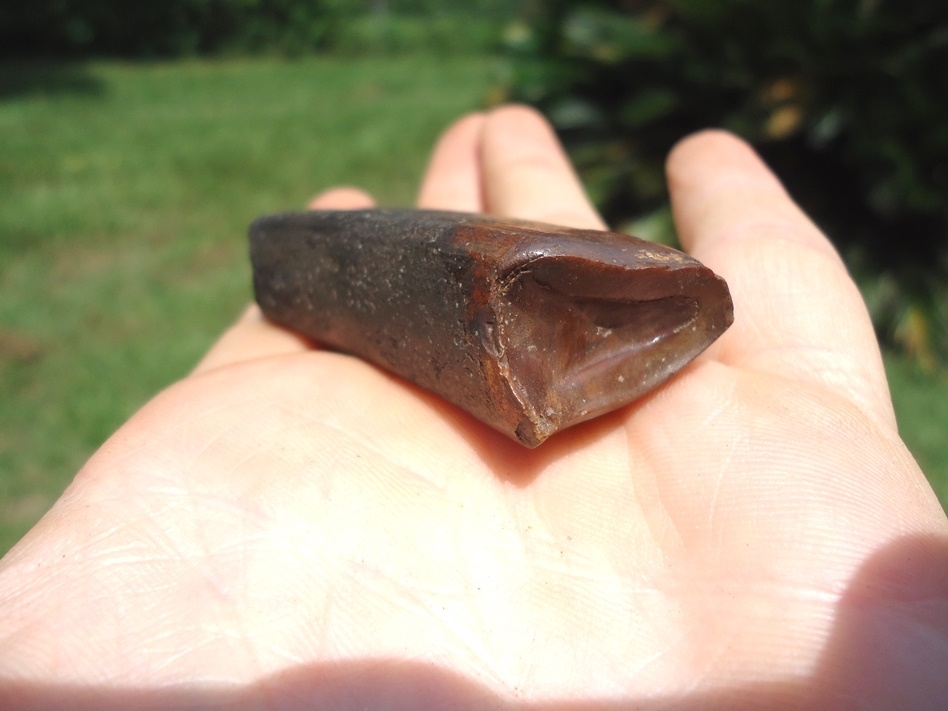 Large image 5 Top Quality Megalonyx Sloth Tooth