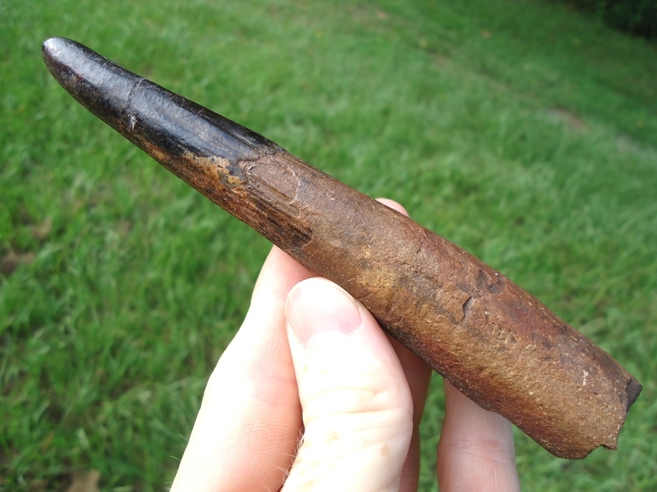 Large image 2 World Class Juvenile Mastodon Tusk