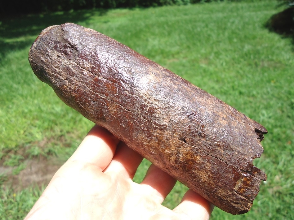 Large image 1 Awesome Mastodon Tusk Tip