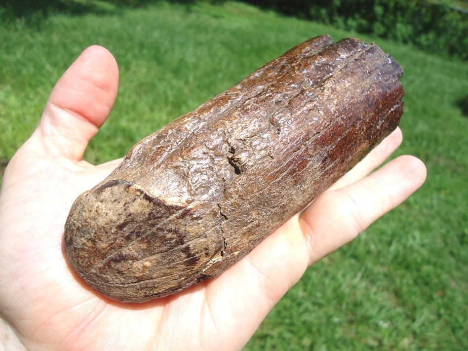 Large image 5 Awesome Mastodon Tusk Tip