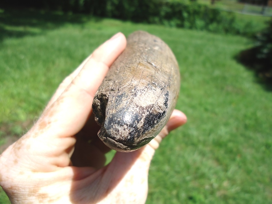 Large image 3 Very Nice Mastodon Tusk Tip