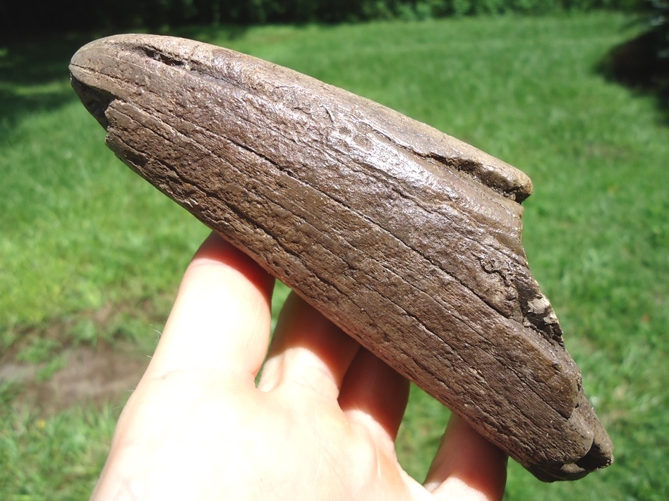 Large image 1 Very Nice Mastodon Tusk Tip