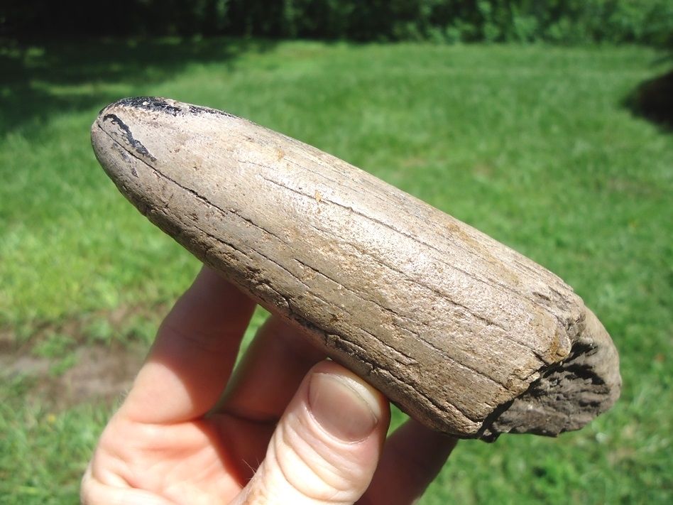 Large image 2 Very Nice Mastodon Tusk Tip