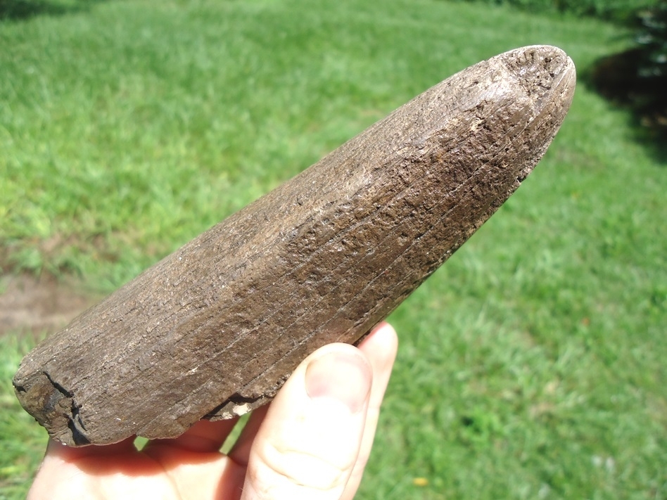 Large image 6 Very Nice Mastodon Tusk Tip