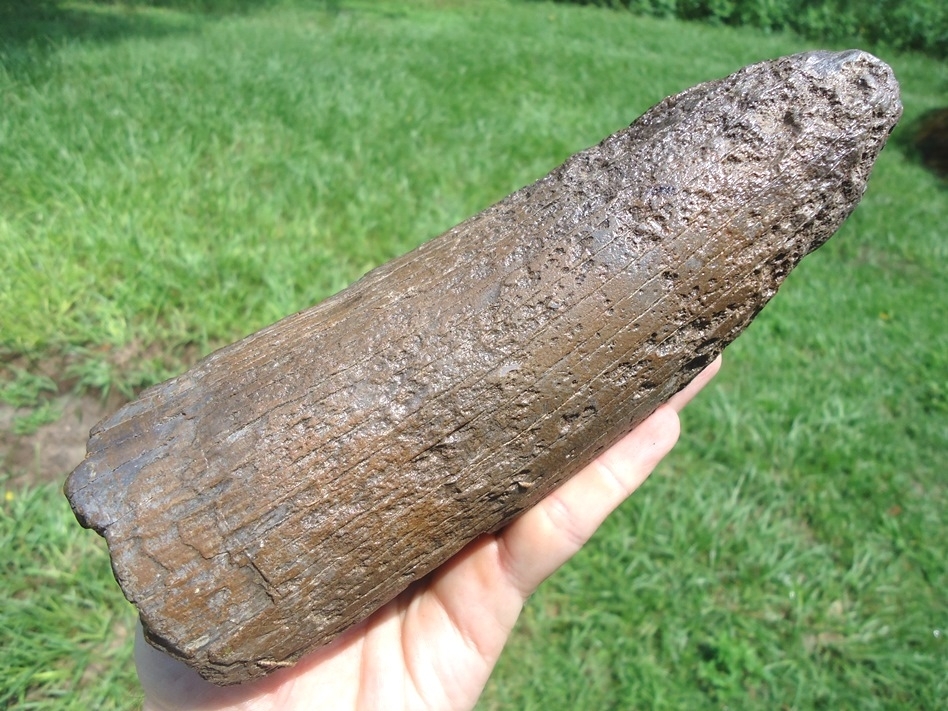 Large image 5 Large Mastodon Tusk Tip