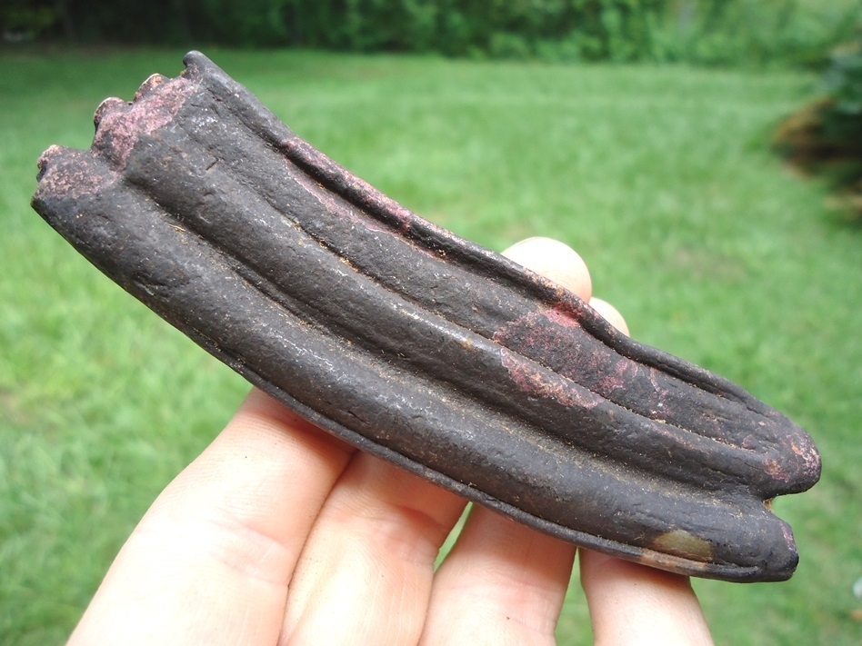 Large image 3 Extra Large 4'  Horse Tooth with Pink Algae Stain