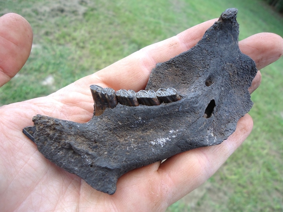 Large image 3 Excellent Beaver Mandible with Four Perfect Teeth