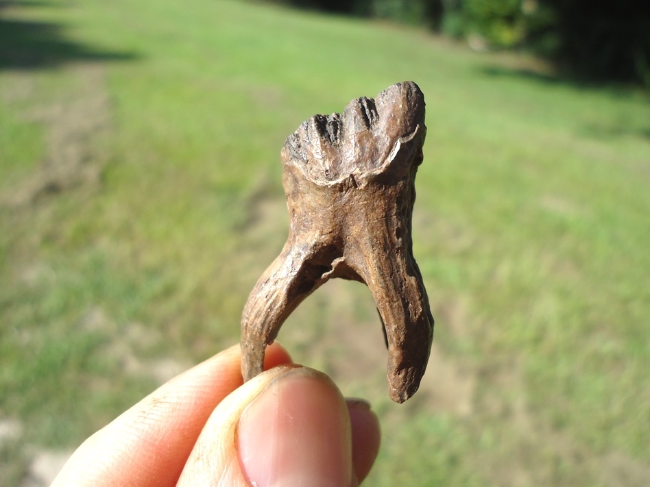 Large image 1 Beyond Rare Rooted Juvenile Mastodon Tooth