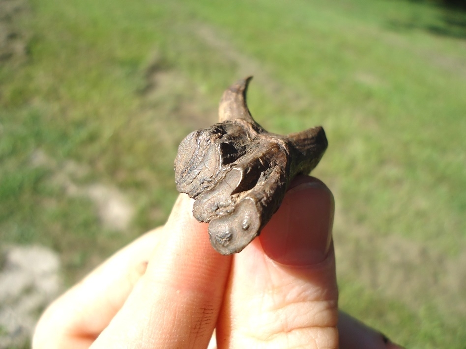 Large image 2 Beyond Rare Rooted Juvenile Mastodon Tooth