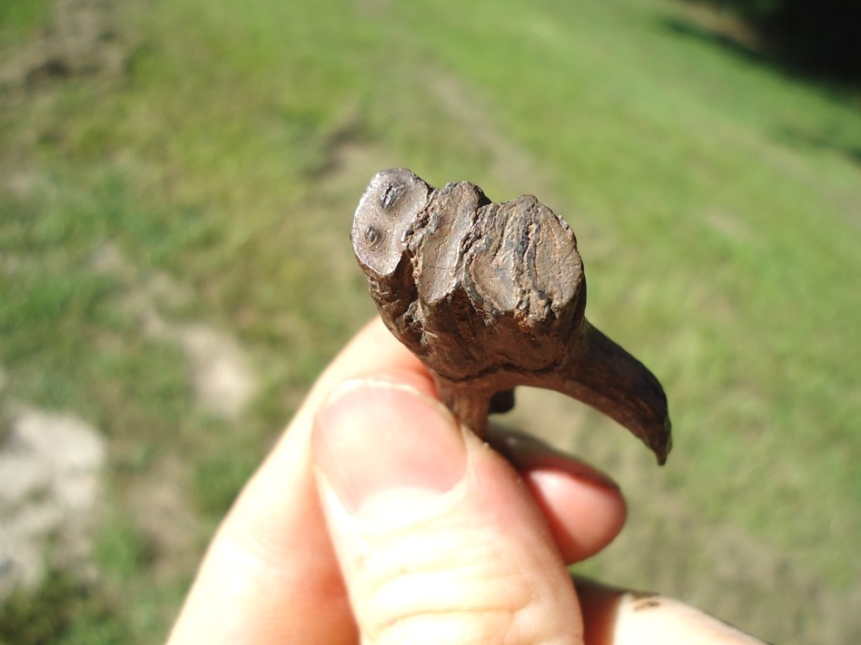 Large image 3 Beyond Rare Rooted Juvenile Mastodon Tooth