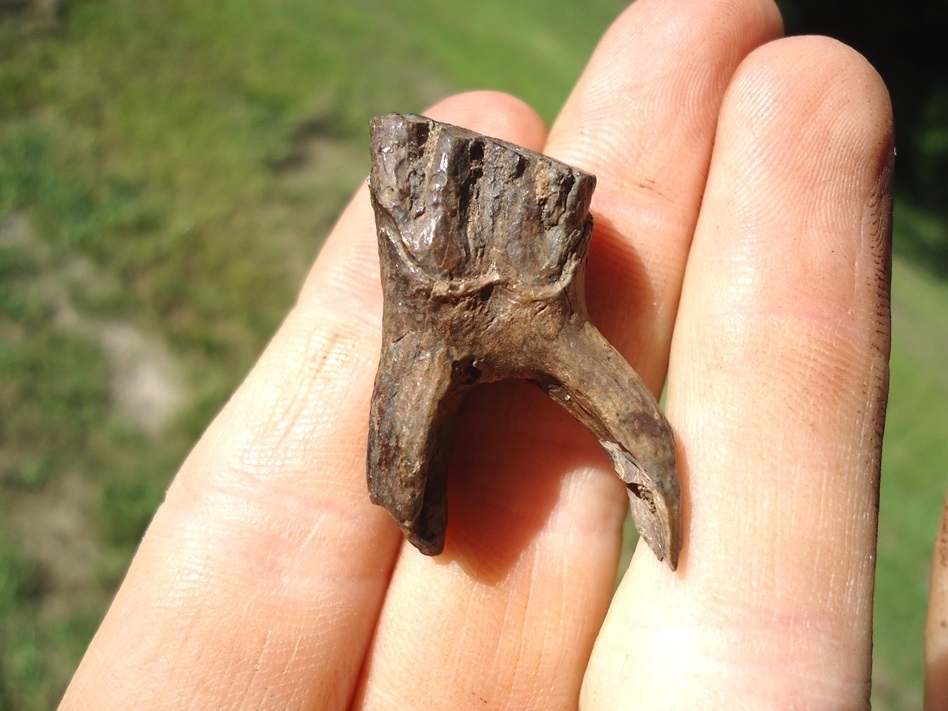 Large image 4 Beyond Rare Rooted Juvenile Mastodon Tooth
