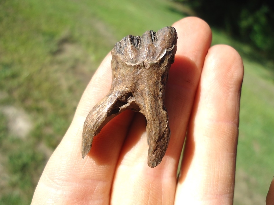Large image 5 Beyond Rare Rooted Juvenile Mastodon Tooth
