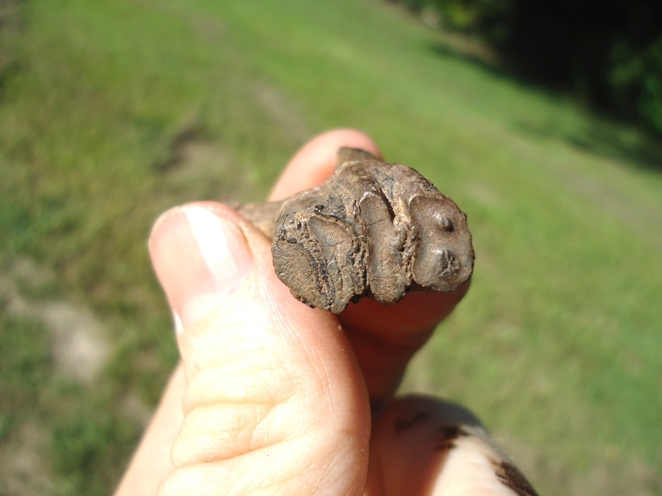 Large image 6 Beyond Rare Rooted Juvenile Mastodon Tooth