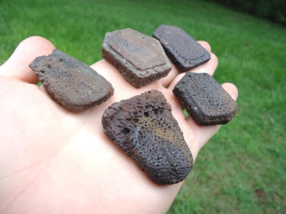 Large image 1 Five Choice Giant Armadillo Scutes