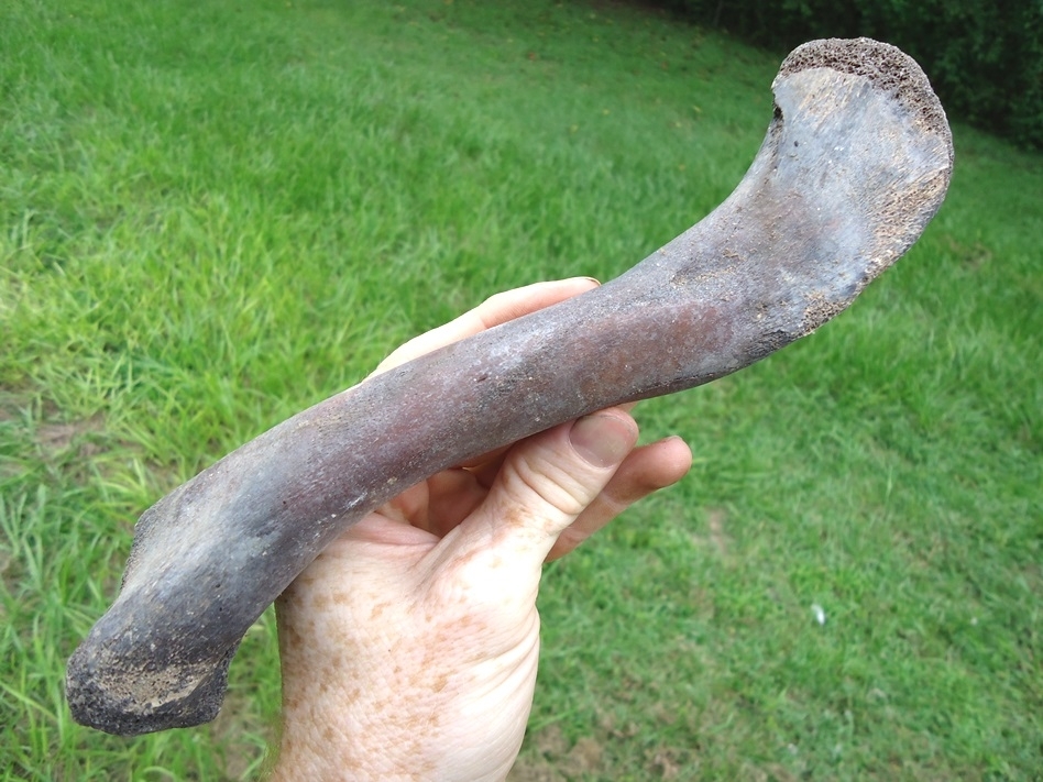 Large image 1 Choice Alligator Femur