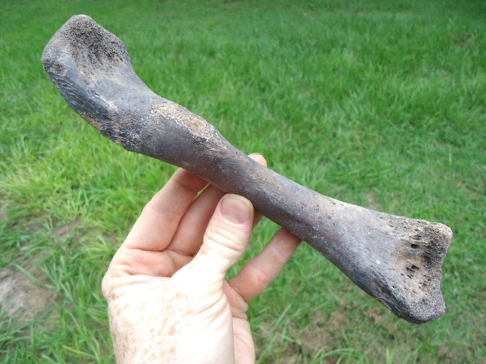 Large image 3 Choice Alligator Femur