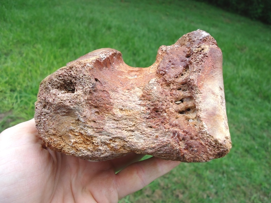 Large image 1 Beautiful Mastodon Metapodial