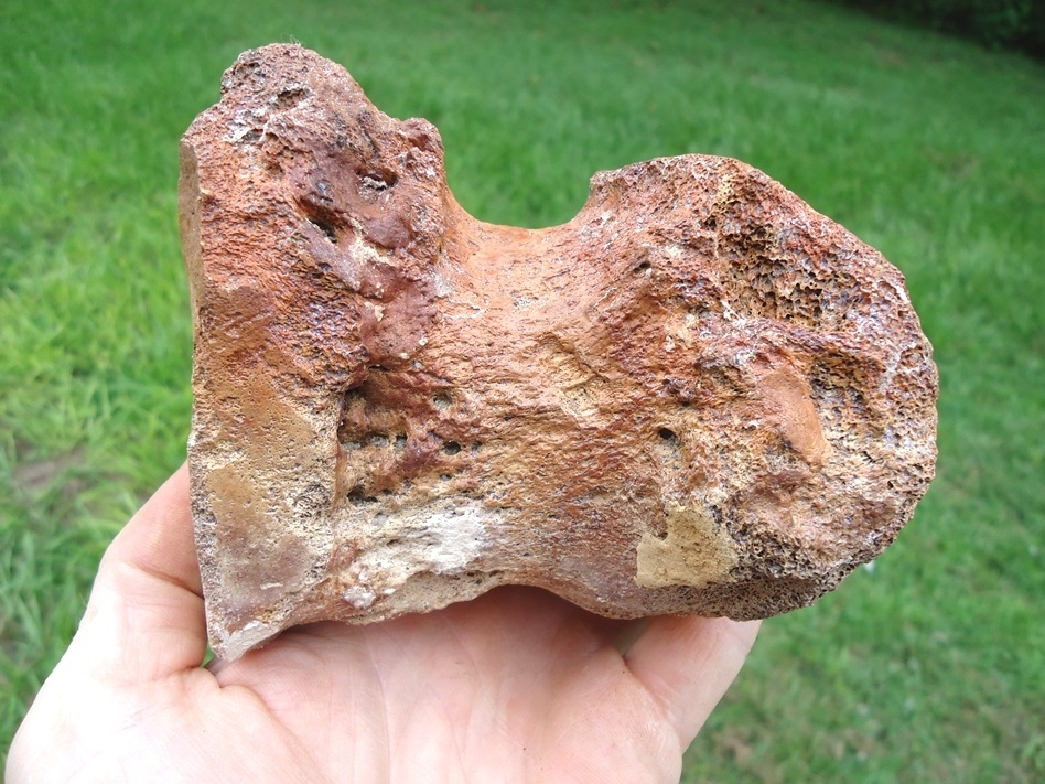 Large image 2 Beautiful Mastodon Metapodial