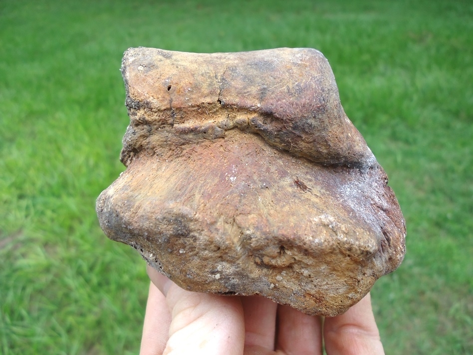 Large image 1 Exceptional Mastodon Phalanx (Toe Bone)