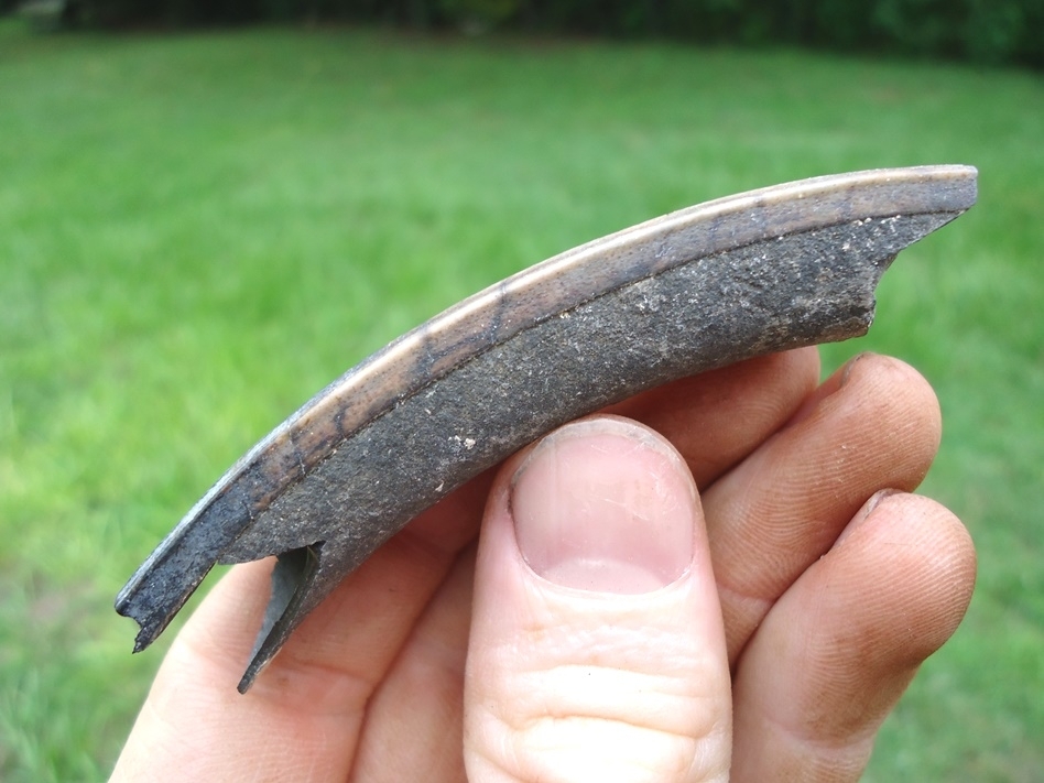 Large image 3 Nice Section of Capybara Incisor