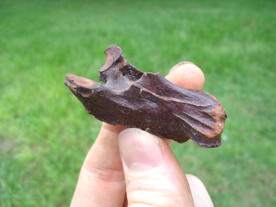 Large image 1 Extra Large Bird Cervical Vertebra