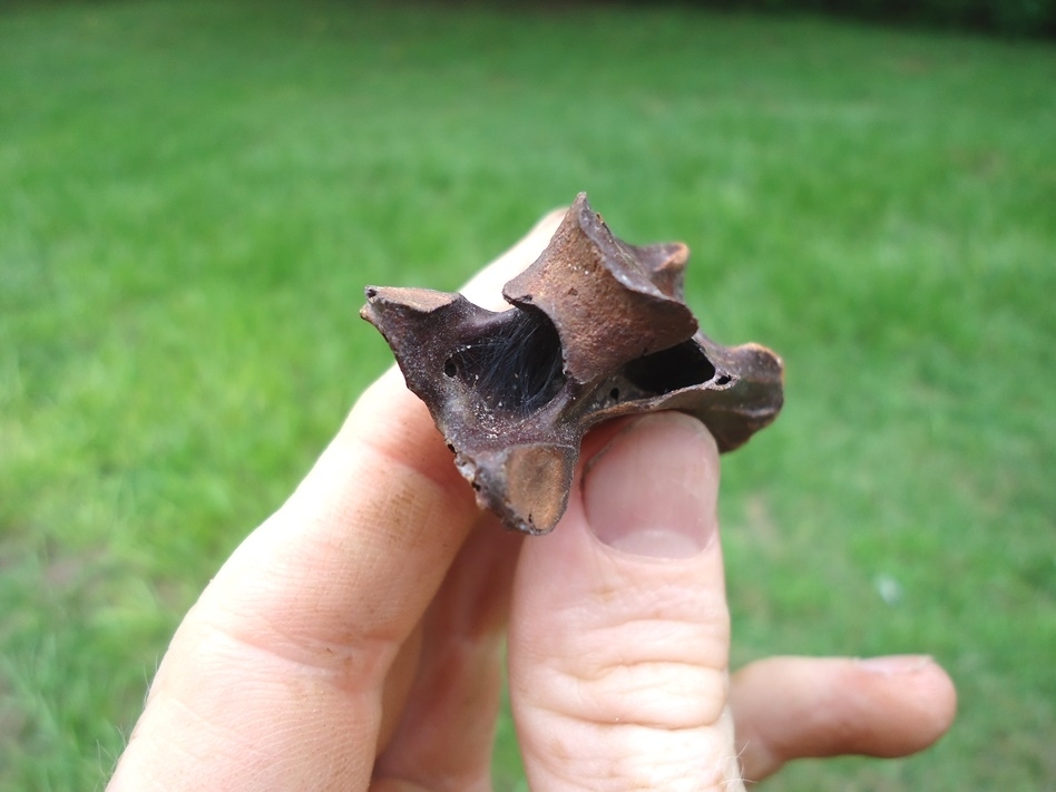 Large image 2 Extra Large Bird Cervical Vertebra