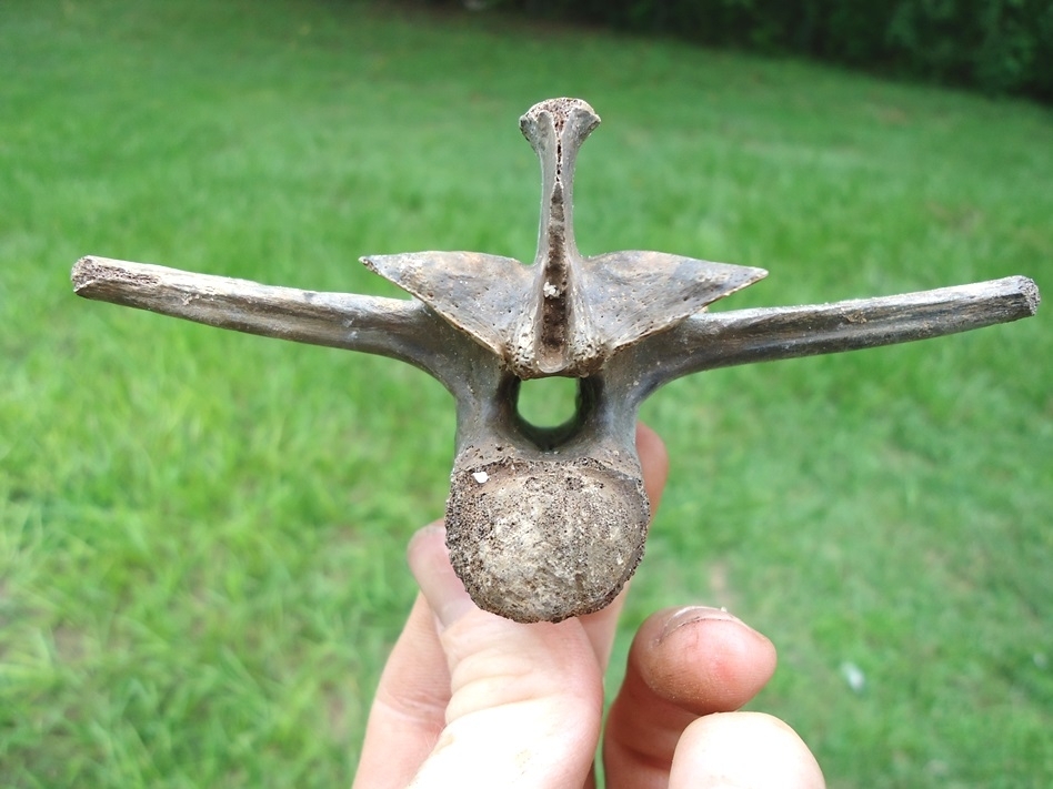 Large image 1 Top Quality Alligator Vertebra