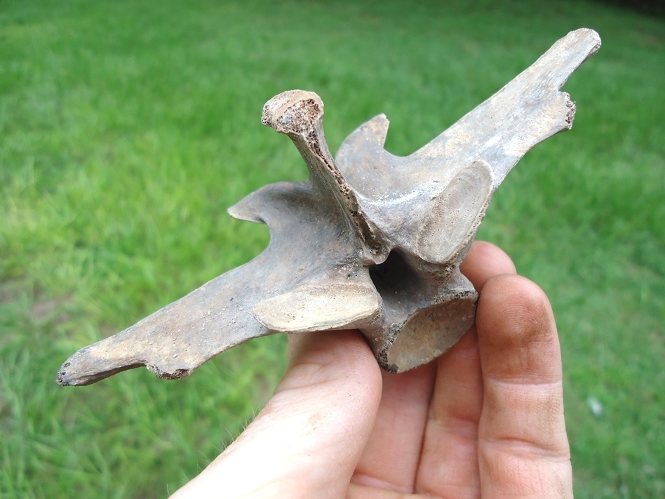 Large image 3 Top Quality Alligator Vertebra