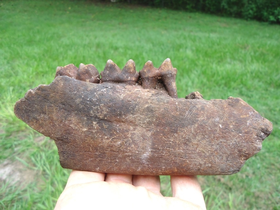 Large image 1 Large Section of Tapir Mandible with Three Teeth