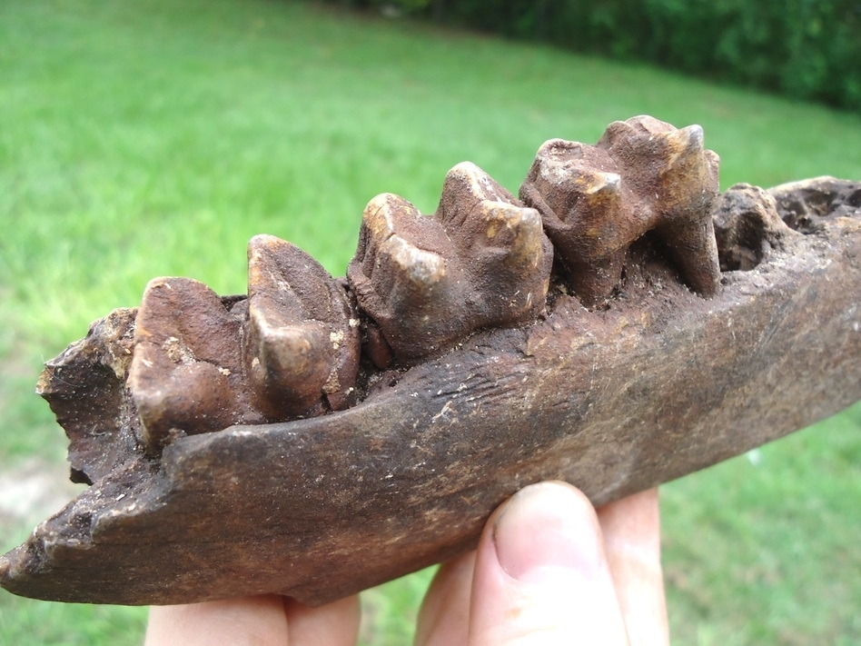 Large image 2 Large Section of Tapir Mandible with Three Teeth