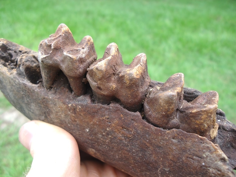 Large image 3 Large Section of Tapir Mandible with Three Teeth