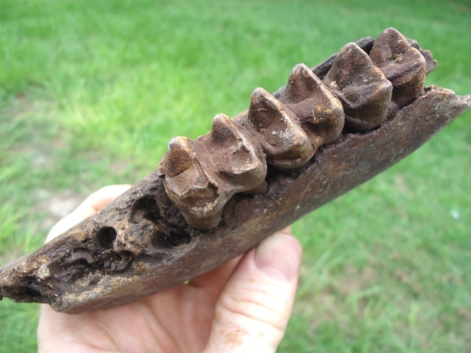 Large image 4 Large Section of Tapir Mandible with Three Teeth