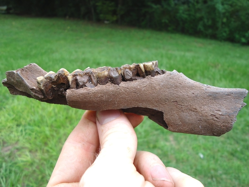 Large image 1 Rare Section of Peccary Mandible with Five Teeth
