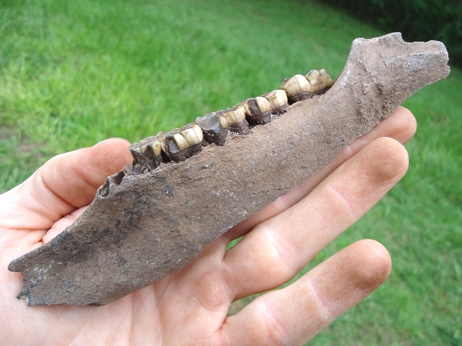 Large image 4 Rare Section of Peccary Mandible with Five Teeth