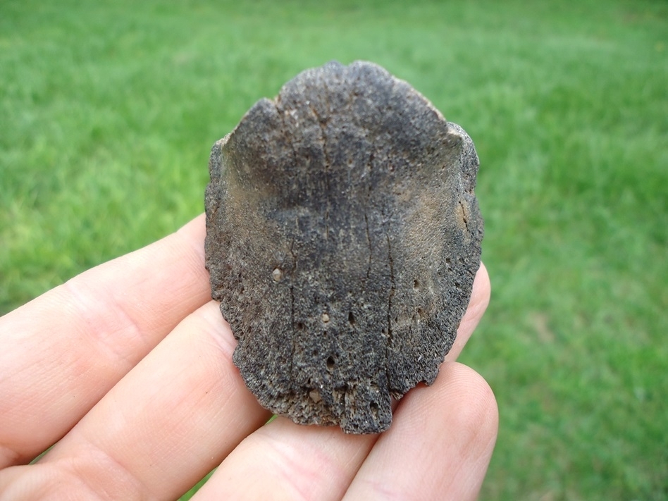 Large image 3 Uncommon Horse Hoof Core