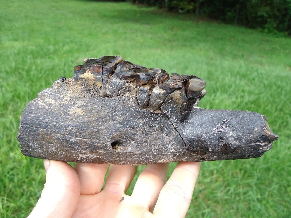 Large image 5 Fascinating Mandible and Symphysis from a Senile Tapir