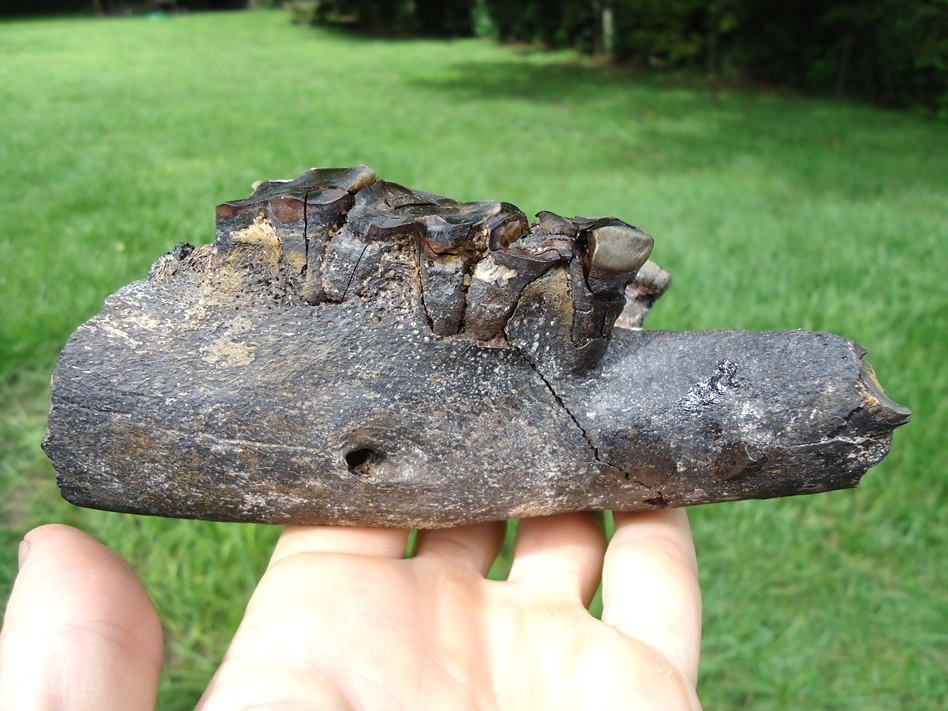 Large image 2 Fascinating Mandible and Symphysis from a Senile Tapir