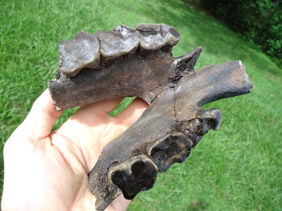 Large image 3 Fascinating Mandible and Symphysis from a Senile Tapir