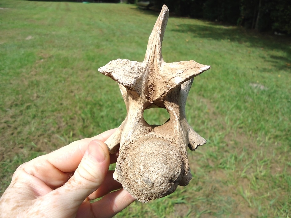 Large image 1 Extra Large Pathological Alligator Vertebra