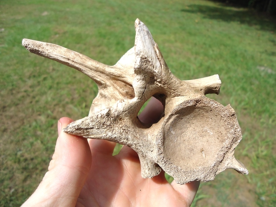 Large image 2 Extra Large Pathological Alligator Vertebra